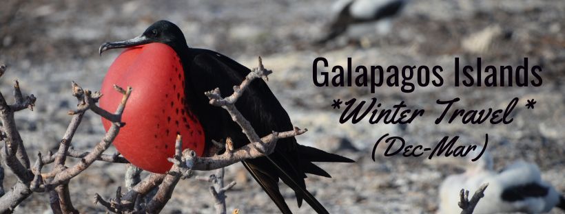 Winter Season Galapagos